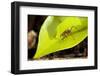 Leaf Cutter Ant in Costa Rica-Paul Souders-Framed Photographic Print