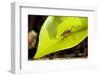 Leaf Cutter Ant in Costa Rica-Paul Souders-Framed Photographic Print