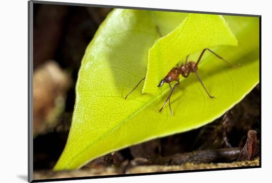 Leaf Cutter Ant in Costa Rica-Paul Souders-Mounted Photographic Print