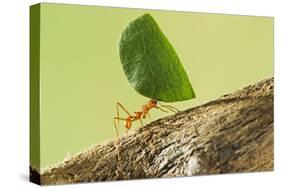 Leaf Cutter Ant with Leaf-null-Stretched Canvas