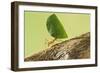 Leaf Cutter Ant with Leaf-null-Framed Photographic Print