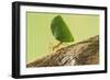 Leaf Cutter Ant with Leaf-null-Framed Photographic Print