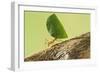 Leaf Cutter Ant with Leaf-null-Framed Photographic Print