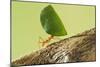 Leaf Cutter Ant with Leaf-null-Mounted Photographic Print