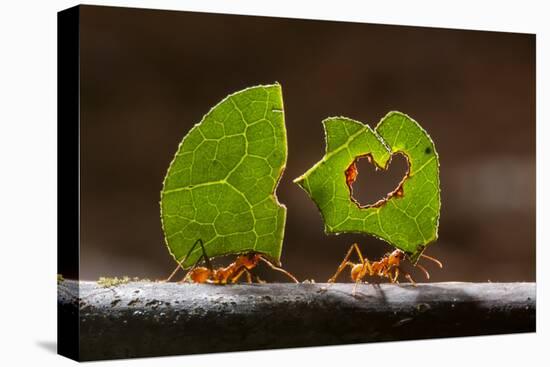 Leaf cutter ants (Atta sp) carrying plant matter, Costa Rica.-Bence Mate-Stretched Canvas