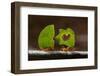 Leaf cutter ants (Atta sp) carrying plant matter, Costa Rica.-Bence Mate-Framed Photographic Print