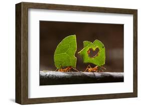 Leaf cutter ants (Atta sp) carrying plant matter, Costa Rica.-Bence Mate-Framed Photographic Print