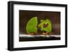 Leaf cutter ants (Atta sp) carrying plant matter, Costa Rica.-Bence Mate-Framed Photographic Print