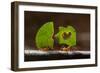 Leaf cutter ants (Atta sp) carrying plant matter, Costa Rica.-Bence Mate-Framed Photographic Print