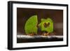 Leaf cutter ants (Atta sp) carrying plant matter, Costa Rica.-Bence Mate-Framed Photographic Print