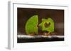 Leaf cutter ants (Atta sp) carrying plant matter, Costa Rica.-Bence Mate-Framed Photographic Print