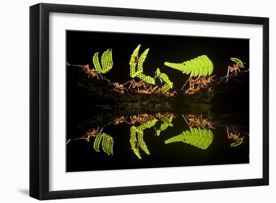 Leaf Cutter Ants (Atta Sp) Female Worker Ants Carry Pieces of Fern Leaves to Nest, Costa Rica-Bence Mate-Framed Premium Photographic Print