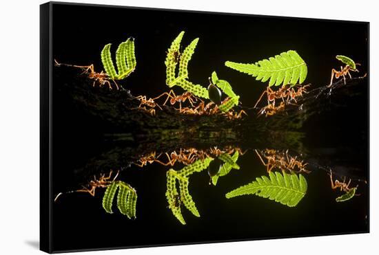 Leaf Cutter Ants (Atta Sp) Female Worker Ants Carry Pieces of Fern Leaves to Nest, Costa Rica-Bence Mate-Framed Stretched Canvas