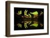 Leaf Cutter Ants (Atta Sp) Female Worker Ants Carry Pieces of Fern Leaves to Nest, Costa Rica-Bence Mate-Framed Premium Photographic Print