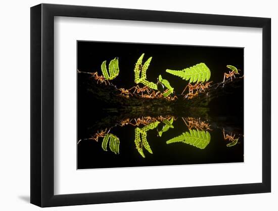 Leaf Cutter Ants (Atta Sp) Female Worker Ants Carry Pieces of Fern Leaves to Nest, Costa Rica-Bence Mate-Framed Premium Photographic Print