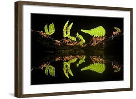 Leaf Cutter Ants (Atta Sp) Female Worker Ants Carry Pieces of Fern Leaves to Nest, Costa Rica-Bence Mate-Framed Photographic Print