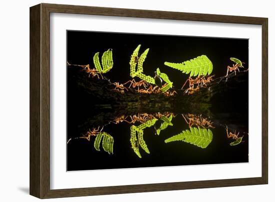 Leaf Cutter Ants (Atta Sp) Female Worker Ants Carry Pieces of Fern Leaves to Nest, Costa Rica-Bence Mate-Framed Photographic Print