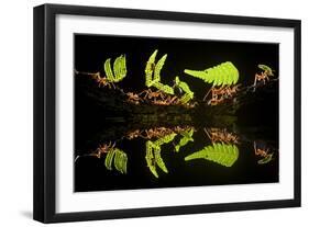 Leaf Cutter Ants (Atta Sp) Female Worker Ants Carry Pieces of Fern Leaves to Nest, Costa Rica-Bence Mate-Framed Photographic Print