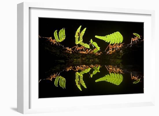 Leaf Cutter Ants (Atta Sp) Female Worker Ants Carry Pieces of Fern Leaves to Nest, Costa Rica-Bence Mate-Framed Photographic Print