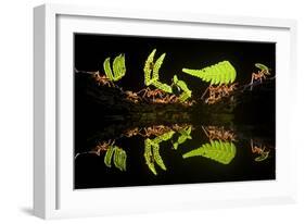 Leaf Cutter Ants (Atta Sp) Female Worker Ants Carry Pieces of Fern Leaves to Nest, Costa Rica-Bence Mate-Framed Photographic Print