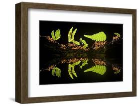 Leaf Cutter Ants (Atta Sp) Female Worker Ants Carry Pieces of Fern Leaves to Nest, Costa Rica-Bence Mate-Framed Photographic Print