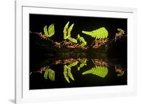 Leaf Cutter Ants (Atta Sp) Female Worker Ants Carry Pieces of Fern Leaves to Nest, Costa Rica-Bence Mate-Framed Photographic Print