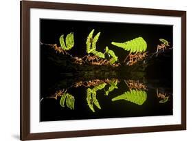 Leaf Cutter Ants (Atta Sp) Female Worker Ants Carry Pieces of Fern Leaves to Nest, Costa Rica-Bence Mate-Framed Photographic Print