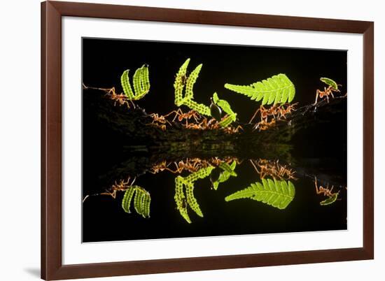 Leaf Cutter Ants (Atta Sp) Female Worker Ants Carry Pieces of Fern Leaves to Nest, Costa Rica-Bence Mate-Framed Photographic Print