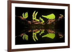 Leaf Cutter Ants (Atta Sp) Female Worker Ants Carry Pieces of Fern Leaves to Nest, Costa Rica-Bence Mate-Framed Photographic Print