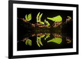 Leaf Cutter Ants (Atta Sp) Female Worker Ants Carry Pieces of Fern Leaves to Nest, Costa Rica-Bence Mate-Framed Photographic Print