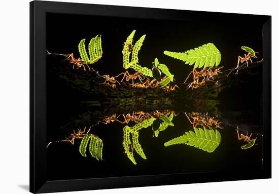 Leaf Cutter Ants (Atta Sp) Female Worker Ants Carry Pieces of Fern Leaves to Nest, Costa Rica-Bence Mate-Framed Photographic Print