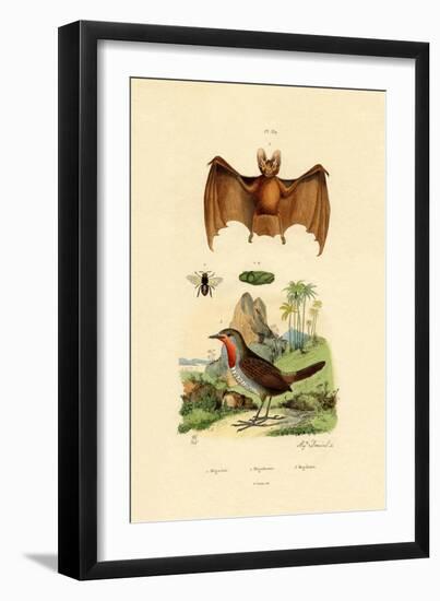 Leaf-Cutting Bee, 1833-39-null-Framed Giclee Print