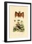 Leaf-Cutting Bee, 1833-39-null-Framed Giclee Print