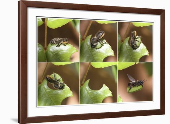 Leaf-Cutting Bee (Megachile Species) Sequence Showing Cutting Leaf Section From Rose-Kim Taylor-Framed Photographic Print