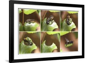 Leaf-Cutting Bee (Megachile Species) Sequence Showing Cutting Leaf Section From Rose-Kim Taylor-Framed Photographic Print
