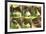 Leaf-Cutting Bee (Megachile Species) Sequence Showing Cutting Leaf Section From Rose-Kim Taylor-Framed Photographic Print