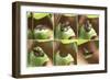 Leaf-Cutting Bee (Megachile Species) Sequence Showing Cutting Leaf Section From Rose-Kim Taylor-Framed Photographic Print