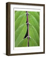 Leaf Design II-Jim Christensen-Framed Art Print