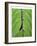 Leaf Design II-Jim Christensen-Framed Art Print