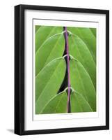 Leaf Design II-Jim Christensen-Framed Art Print