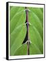 Leaf Design II-Jim Christensen-Framed Stretched Canvas