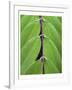 Leaf Design II-Jim Christensen-Framed Art Print