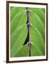 Leaf Design II-Jim Christensen-Framed Art Print