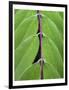 Leaf Design II-Jim Christensen-Framed Art Print