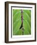 Leaf Design II-Jim Christensen-Framed Art Print