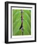 Leaf Design II-Jim Christensen-Framed Art Print