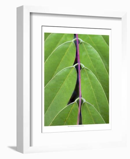 Leaf Design II-Jim Christensen-Framed Art Print