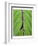 Leaf Design II-Jim Christensen-Framed Art Print