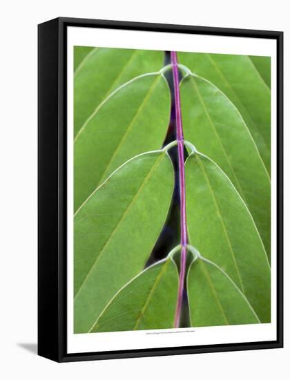 Leaf Design II-Jim Christensen-Framed Stretched Canvas