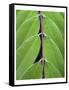 Leaf Design II-Jim Christensen-Framed Stretched Canvas